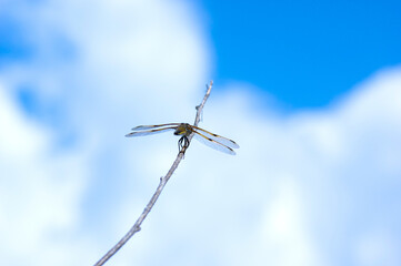 Dragonfly on a twig against a blue sky with fluffy clouds signifying 