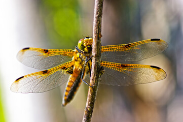 Golden Dragonfly on a twig shot with a macro lens in the summer.