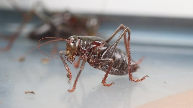 Brown grasshoppers in a tank grooming and walking slow motion