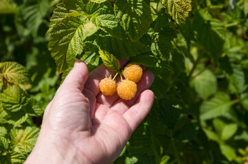 Female hand picks a branch of ripe aromatic berries of yellow raspberries in the garden on a background of green leaves. Picking berries.