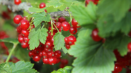 summer and useful berries in the garden, red currant on green bushes