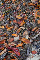 Background: mix of orange leaves and sea grass washed up on a sandy beach. Coochiemudlo Island, Queensland, Australia.