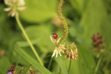 The ladybug in the garden