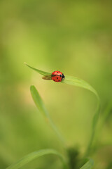 The ladybug with a wing