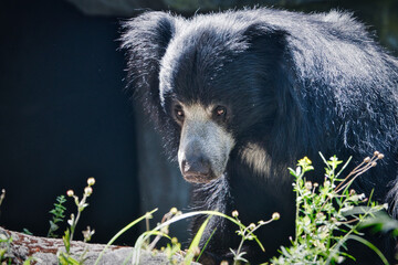 2020-07-09 A LONE SLOTH BEAR IN THE EARLY LIGHT