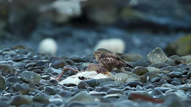 buzzard feeding on dead sheep