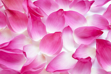 Pink lotus petals for background.
