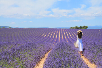 The amazing lavender field at Valensole in the gorgeous provence region in France
