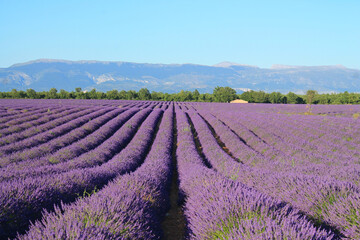 Fototapeta na wymiar The amazing lavender field at Valensole in the gorgeous provence region in France 