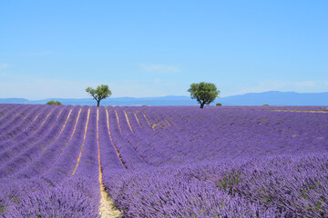 Fototapeta na wymiar The amazing lavender field at Valensole in the gorgeous provence region in France 