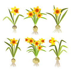 Set of yellow daffodils. Narcissus flower collection isolated on white. Flat design. Botanical illustration.