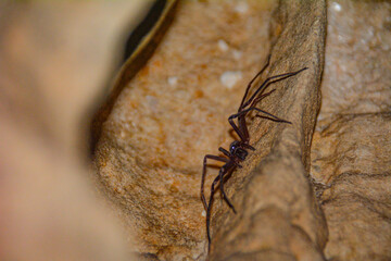 Spider