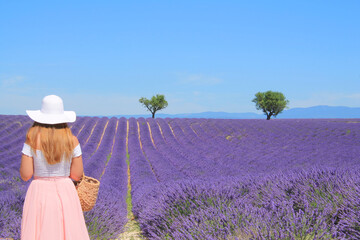 The amazing lavender field at Valensole in the gorgeous provence region in France
