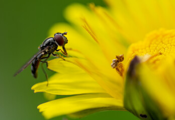 Fototapeta premium Insect, Dandelion petals