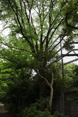 上野2015