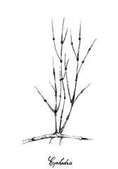 Fototapeta premium Herbal and Plant, Illustration Hand Drawn Sketch of Ephedra Sinica Plants. Traditional Medicine Used for Asthma and Respiratory Conditions 