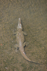 American crocodiles, Crocodylus acutus, animals in the river. Wildlife scene from nature. Reptile from river Tarcoles, Costa Rica.