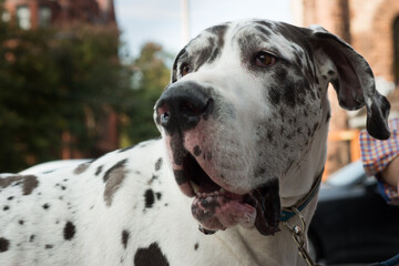 Perro, gran dan&eacute;s