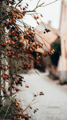 Rose hips hanging from a wall  in an urban neighborhood