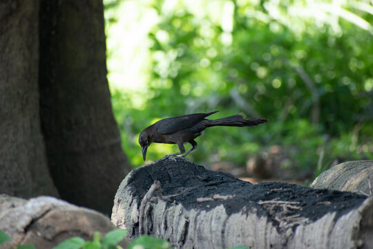 Calandria oscura