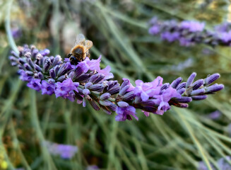 Honey bee is blooming lavender branch, summer day