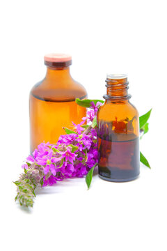 Herbal extract and essential oil from the Purple loosestrife or Lythrum salicaria plant.