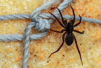 Spider on rope, close up
