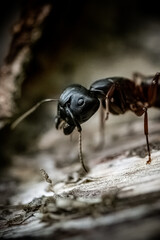 Black Ant Close Up