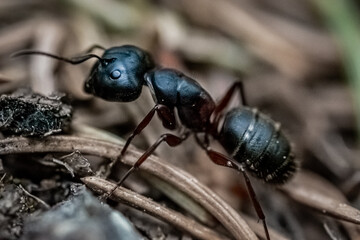 Black Ant Close Up