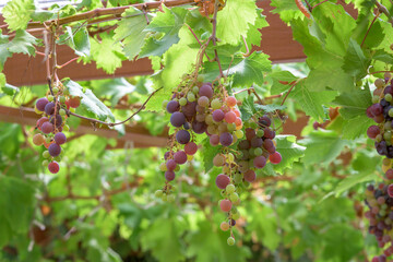 Grapes Growing From The Roof Rafter Of A Patio