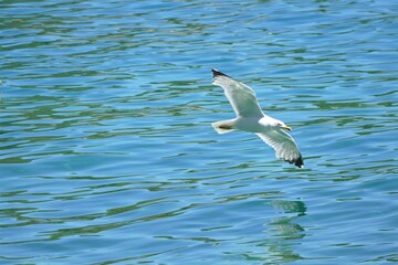 Seagull spread wings and fly fly above the sea spread wings