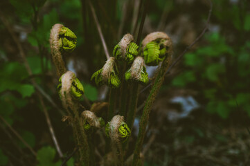 new comers in the forest