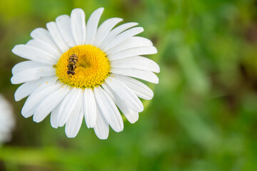 Yellow bee over white flower