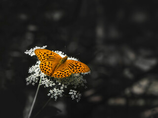 A bright orange large mother of pearl butterfly sitting on a white flower against blurred dark grass