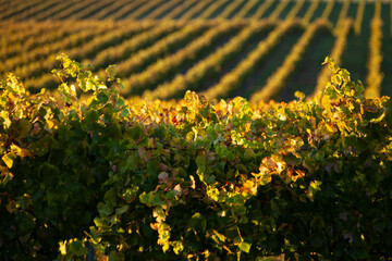 Vineyard of wine grapes showing rows flowing with the rolling hills and the leaves turning gold, yellow, orange