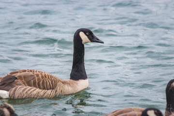 Geese in the Water