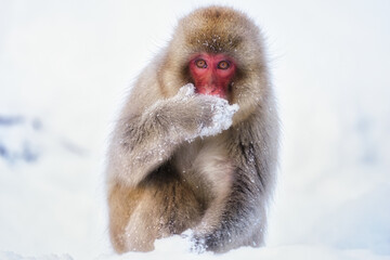 Monkey In A Snow