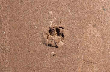 Cougar Prints