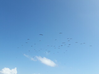 Birds flying in the sky over Isla Mujeres Cancun Mexico 2020