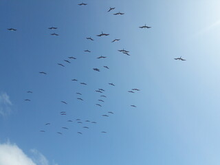 Birds flying in the sky over Isla Mujeres Cancun Mexico 2020