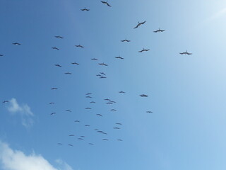 Fototapeta premium Birds flying in the sky over Isla Mujeres Cancun Mexico 2020