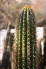 Closeup of barrel cactus in the desert