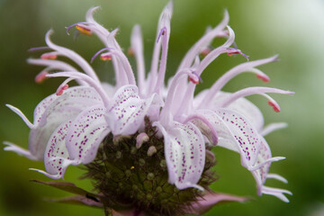 Beebalm