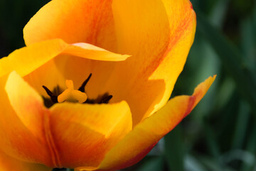 Waving Tulip