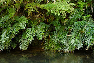 Tropical forest creek