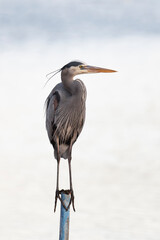 Great Blue Heron perched on a blue rusty pipe