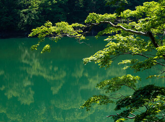 世界遺産に指定された白神山地の新緑のブナ原生林