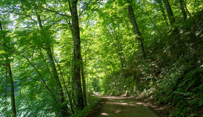 Fototapeta na wymiar 世界遺産に指定された白神山地の新緑のブナ原生林
