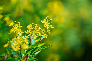 Soft-focus close-up of yellow flowers in Vietnam