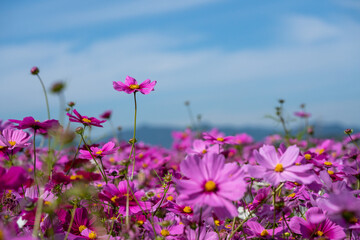 Obraz premium コスモス コスモス畑 花畑 青空